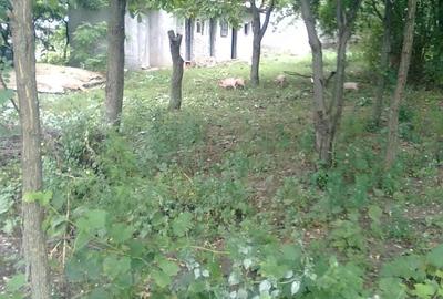 Teren de 1500 mp, în Sărulești