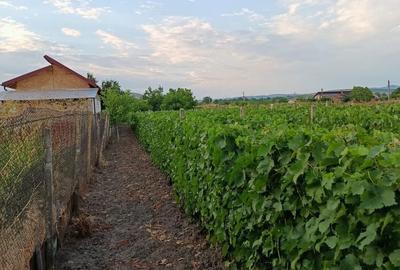 Spațiu comercial, în Gura Vadului - 3