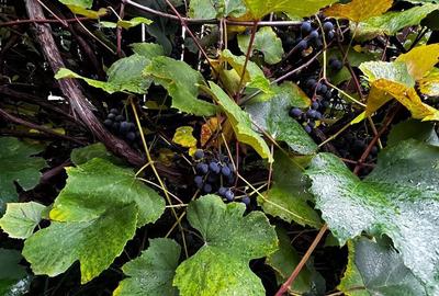 Casa complet renovata, pentru locuin?a sau pensiune t... Casa complet renovata, pentru locuin?a sau pensiune t... - 17