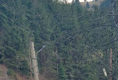 Teren Construcții intravilan de 10000 mp, în Albac - 3