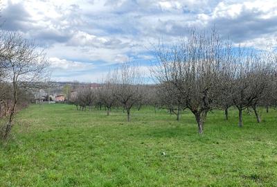 Teren Construcții intravilan de 7000 mp, în Berevoești - 6