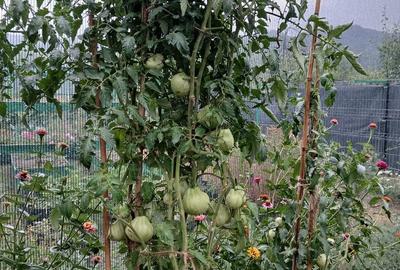 Casă cu 5 camere cu Teren 1500 Mp în Drajna - 13