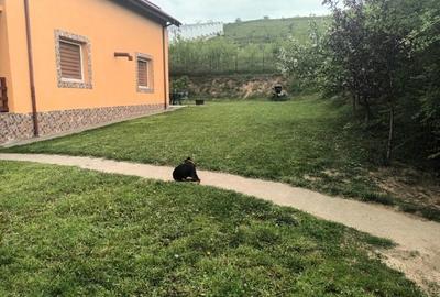 Casă cu 4 camere în Hemeiuș - 4