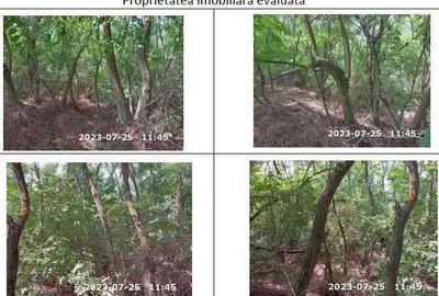 Teren extravilan padure, cota parte de 1/48 Horgesti, ID: R2325836 - 6