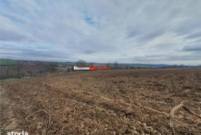 Teren de 13400 mp, în Viișoara - 3