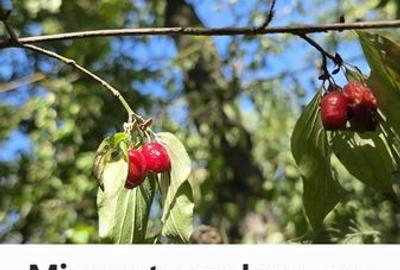 Teren de 2193 mp, în Râfov - 6