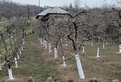 Casă cu 3 camere cu Teren 2800 Mp în Central - 9