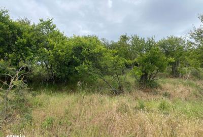 Spațiu comercial, în Paleu - 5