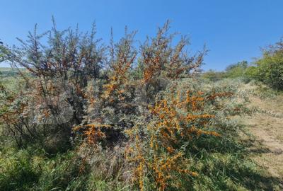 Teren extravilan 1,5 h pentru investitie - 4