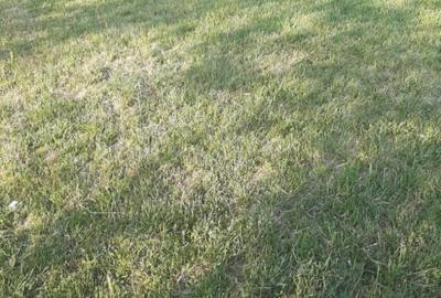 Teren agricol extravilan 1 ha - 1