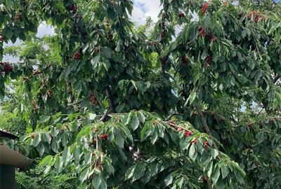 Casă cu 6 camere în Giubega - 10