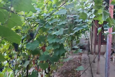 Casă cu 3 camere cu Teren 840 Mp în Daia - 6