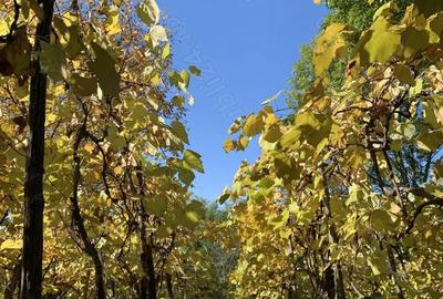 Casă cu 3 camere în Silivașu de Câmpie - 4