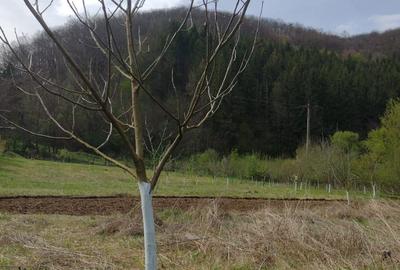 Spațiu comercial, în Boz - 5