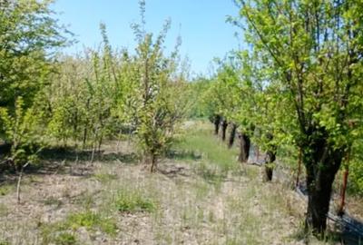 Teren de 8900 mp, în Olari - 2