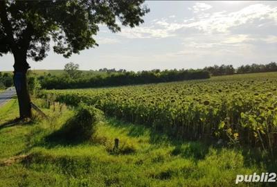 Teren de 45000 mp, în Central - 5