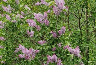 Comision 0 - Apartament în vilă, spațios, priveliște spre cabana Postăvaru - 29