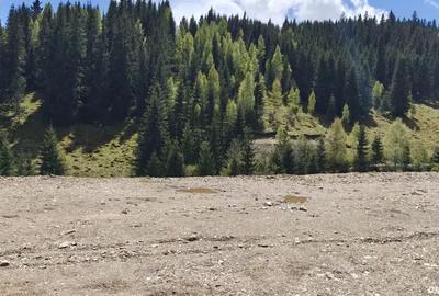 Teren de 1000 mp, în Băișoara - 5