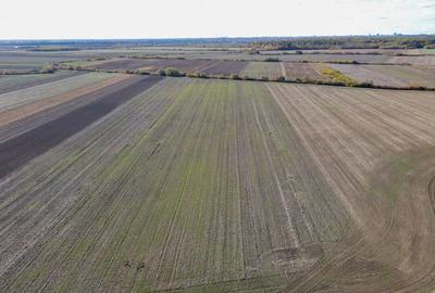 Bucovat - Lot Intravilan 2.27 Ha, PUZ inceput, Rezidentia... - 1