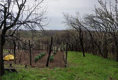 Teren de 1250 mp, în Păulești - 2