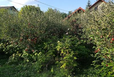 Casă cu Teren 1300 Mp în Podiș - 2