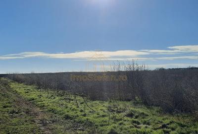 Vama Veche | Teren intravilan pentru investiții imobiliare! - 3