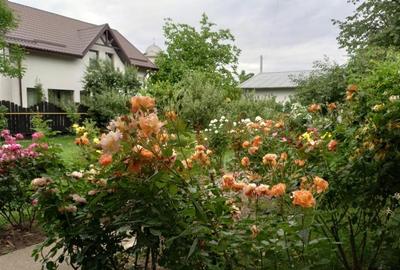 Bacau ,  Vila, la 5 minute de Centrul Orasului - 11