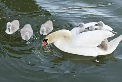 Vila - Mamaia Sat - pe malul lacului - 1