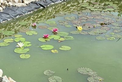Casă individuală cu 6 camere cu Canalizare în Gura Ocniței - 5