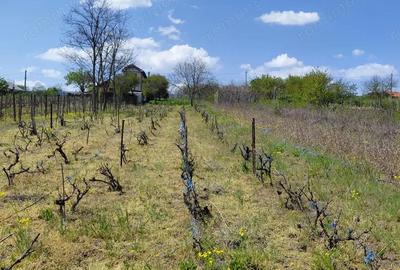 Teren de 3250 mp, în Central - 5