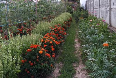 Casa batraneasca si teren - 6