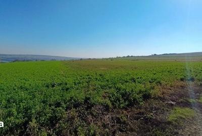 Teren de 7088 mp, în Havârna - 11