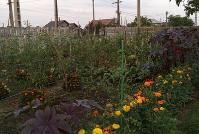 Casa batraneasca si teren - 7