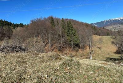 Teren intravilan 2500 mp Fundata la 15 km de zona Bran-Moeciu - 9