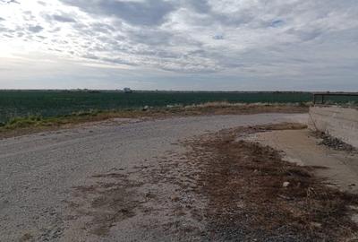 Ferma Agricolă 1.350 Hectare – Grad de Comasare 96–97%, Chișineu Criș, Județul A - 8