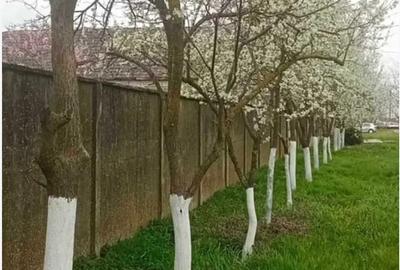 Casă cu 3 camere în Șimand - 5