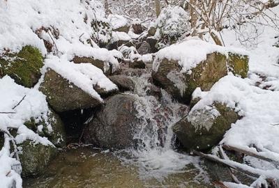 Teren superb, in mijlocul pădurii - 16