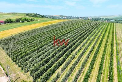 Livada+Teren 6 ha (60.000 MP) - Vulturesti, Suceava - 3