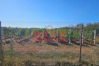 Teren de 56800 mp, în Fărcașele - 17