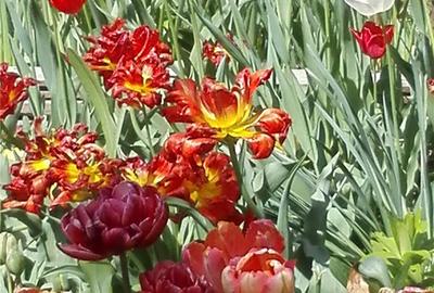 Teren de 31500 mp, în Perieni - 4