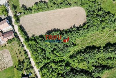 Teren intravilan 4600mp in Oarda de Sus - 2