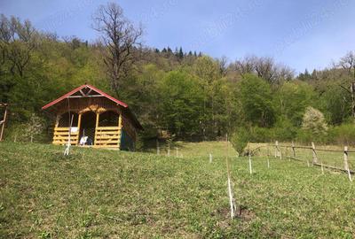 Teren de 6600 mp, în Cuejdiu - 1