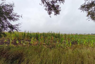 Teren intravilan, 5200mp, front 27ml, Fratautii Vechi, Radau - 4