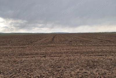 Teren de 10000 mp, în Vest - 4