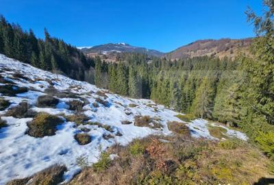 Teren în Galbena - 4