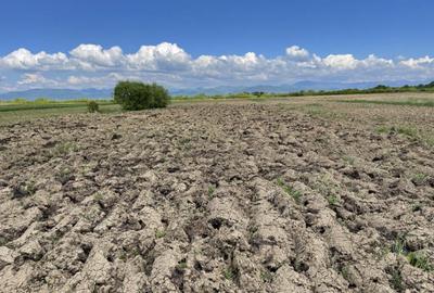 Teren de 7483 mp, în Mogoșești - 6