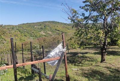 Teren de 1500 mp, în Podgoria - 4