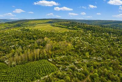 Teren agricol extravilan de 196000 mp, în Brestovăț - 3
