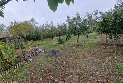 Casa +Teren1300mp[livada+vie] Sat Izvoru Giurgiu - 3