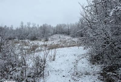 Teren de 3824 mp, în Provița de Jos - 3